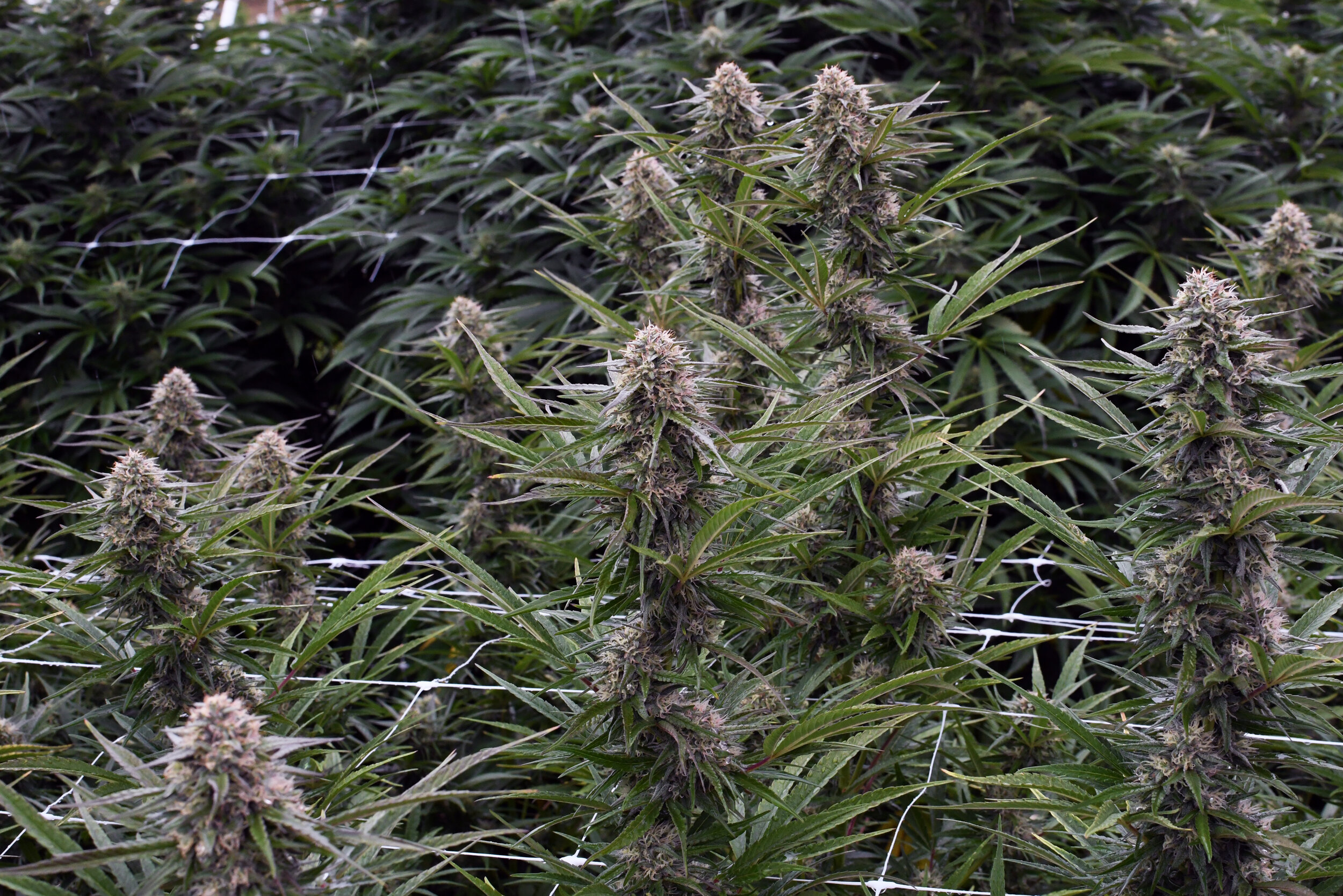 Bonafide Cannabis 12.jpg
